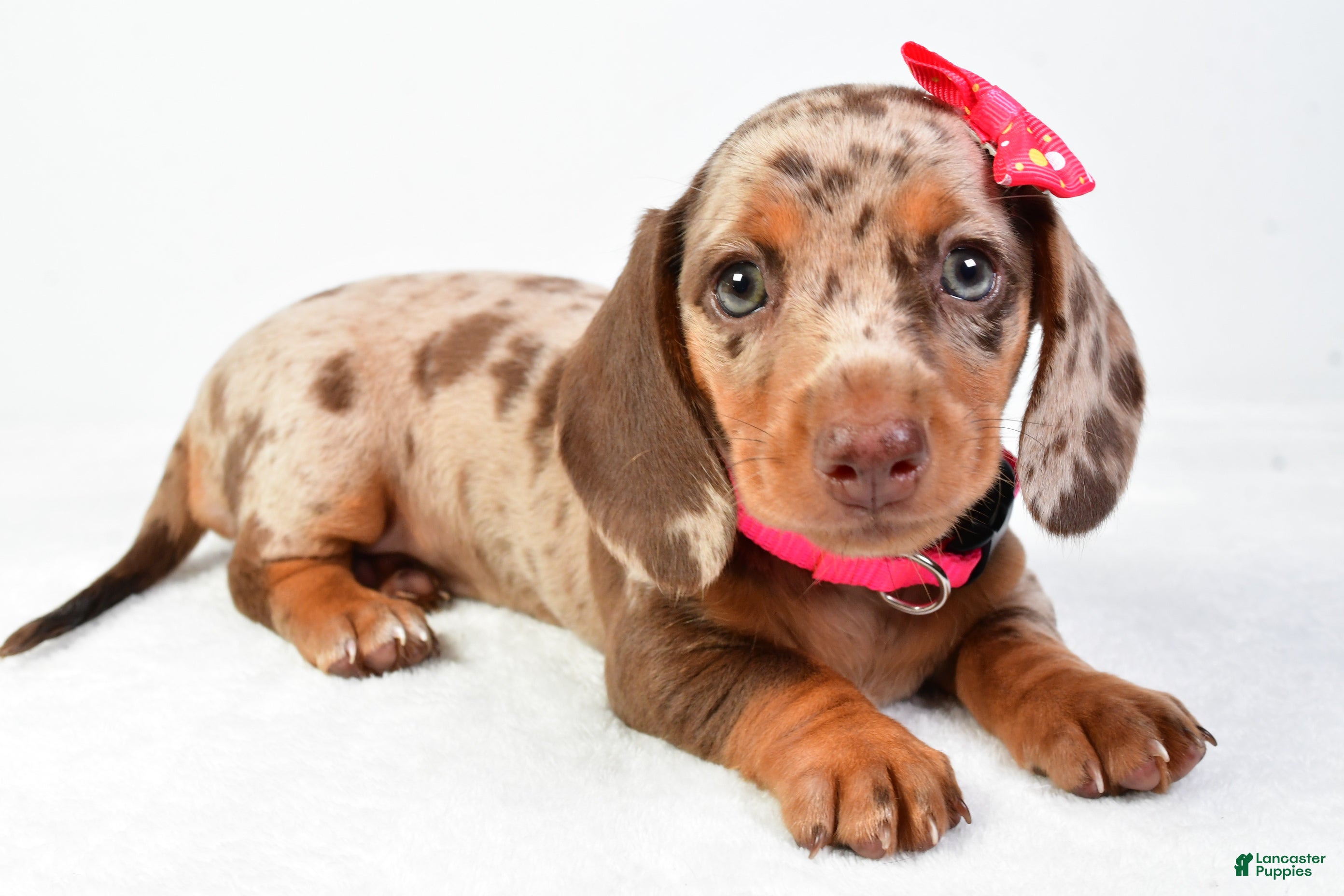 Miniature Dachshund dogs Sophia - Ad 16