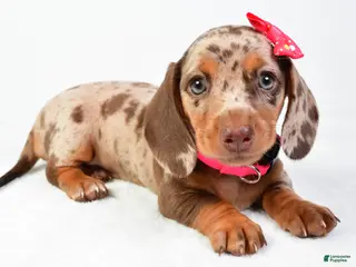 Miniature Dachshund dogs Sophia - Ad 12