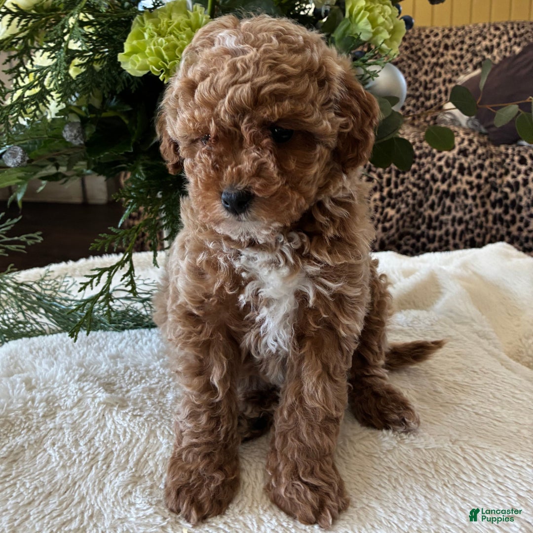 Toy Poodle dogs for sale: Ruby  - Ad 3