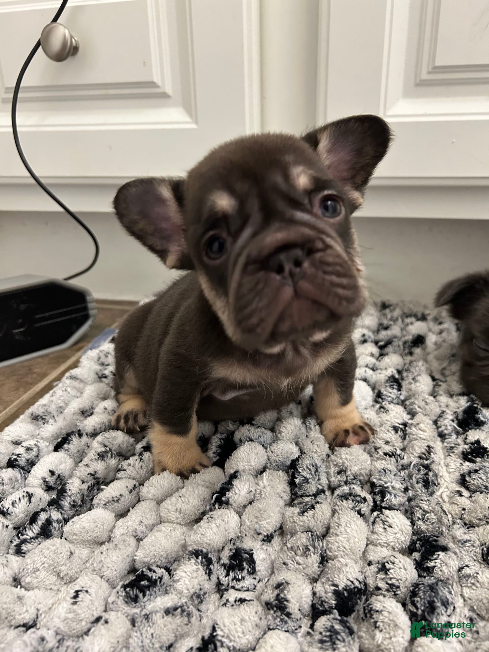 Full Grown Small French Bulldog Puppies For Sale Cream French
