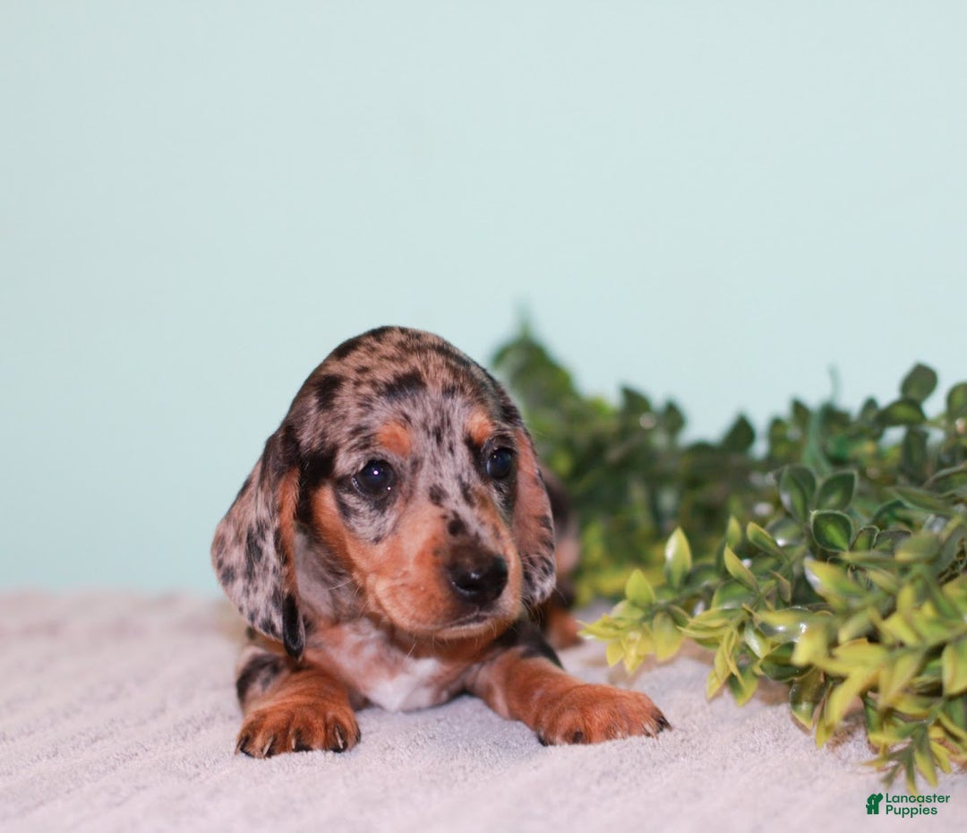 Miniature Dachshund dogs for sale: Flower - Ad 4