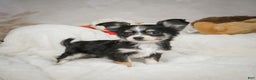 Chihuahua dogs for sale: Tiny - Ad 10