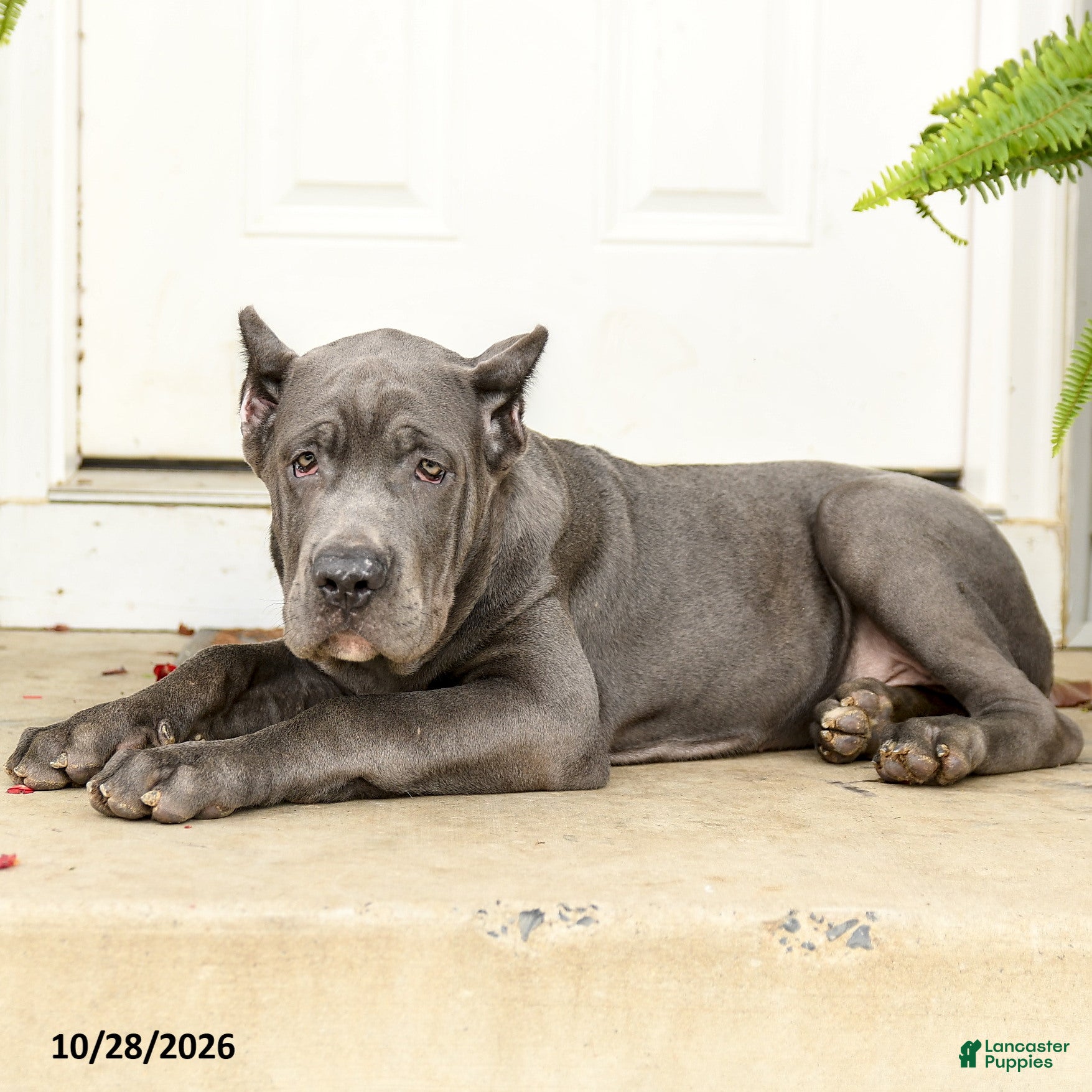 Cane Corso dogs for sale: Lenny  - Ad 1