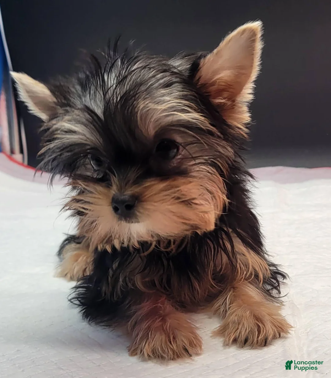 Yorkshire Terrier dogs for sale: Yorkshire Terrier 2 - Ad 4