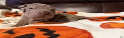 Shar Pei dogs for sale: Pistachio - Ad 4