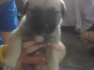Cane Corso dogs Cane Corso Female 2 - Ad 7