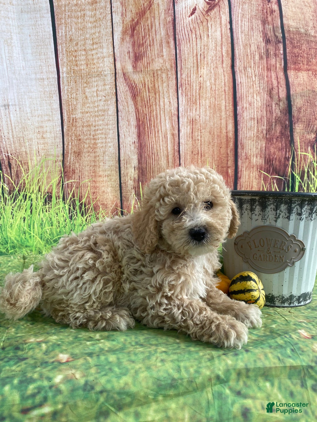 Bichpoo dogs for sale: Theo - Ad 11