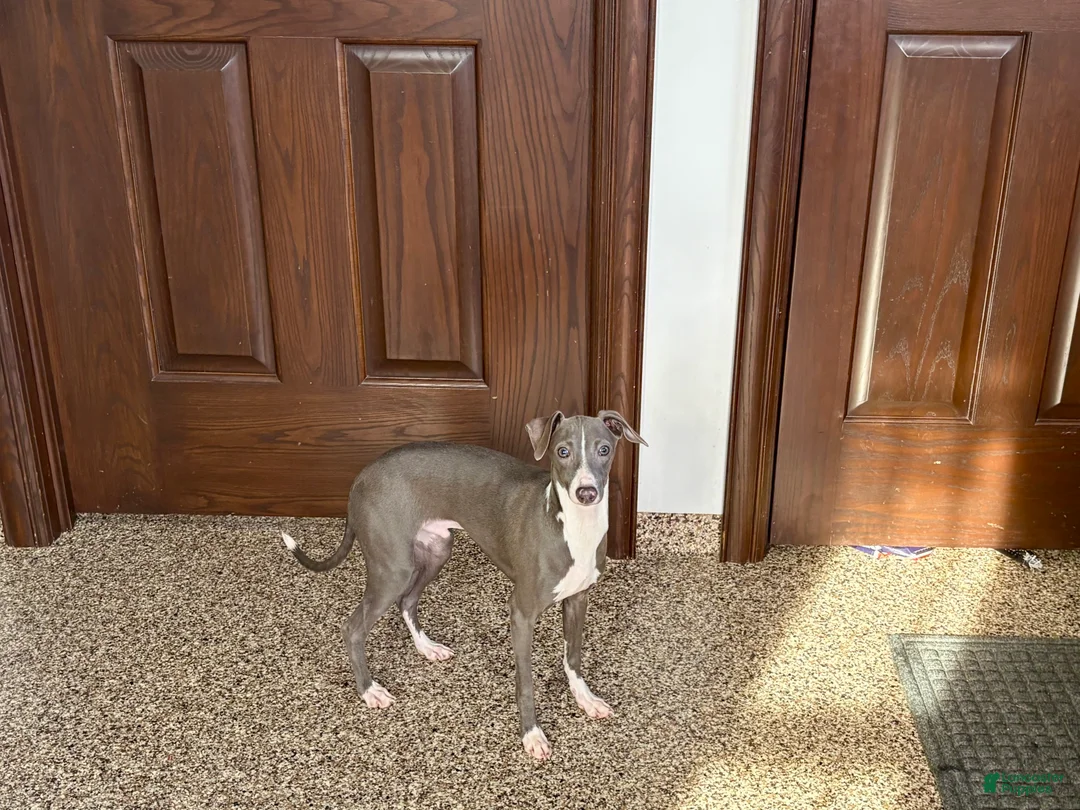 Italian Greyhound dogs for sale: Norm - Ad 8