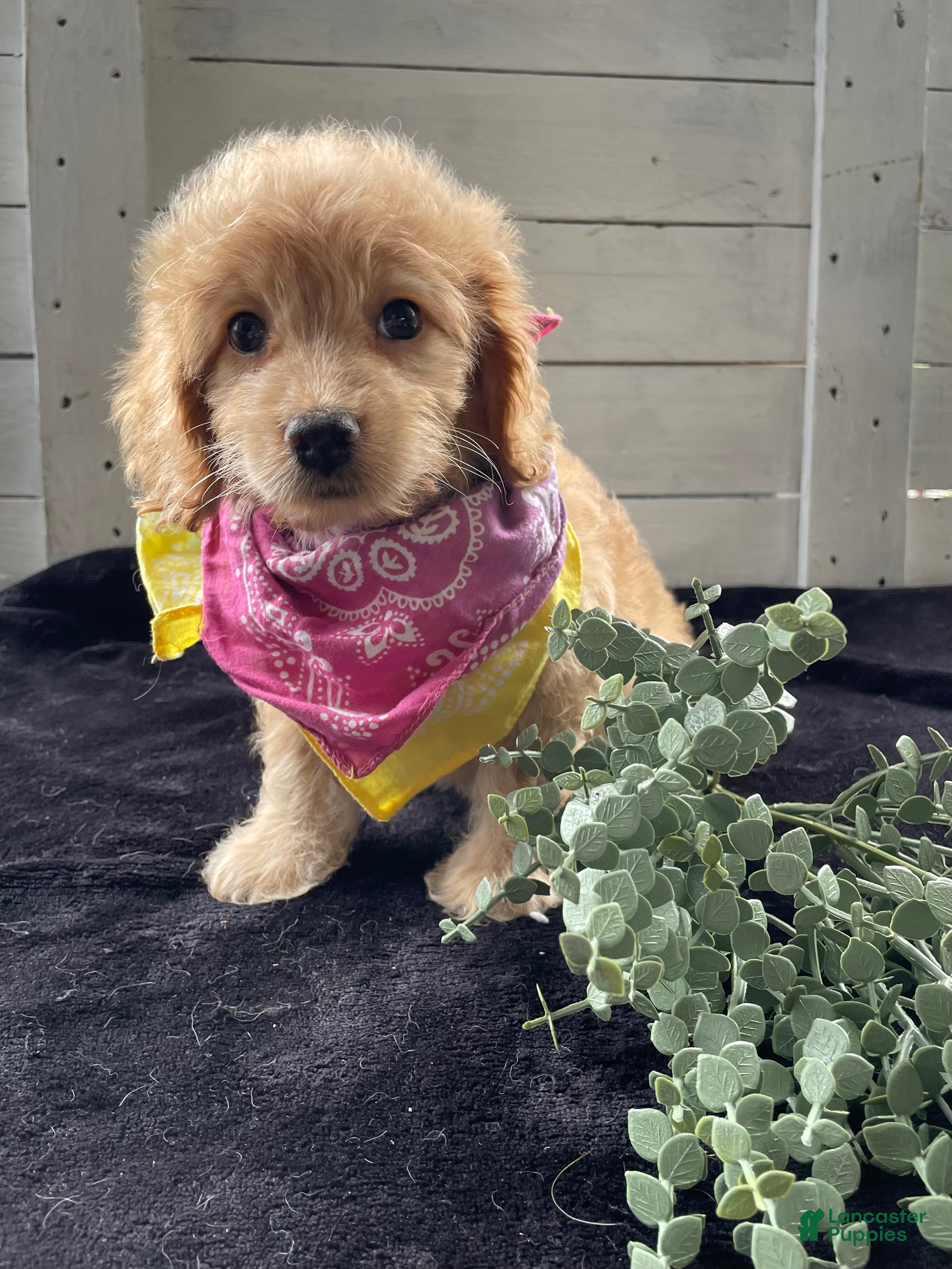 Cockapoo dogs Sweetie  - Ad 2