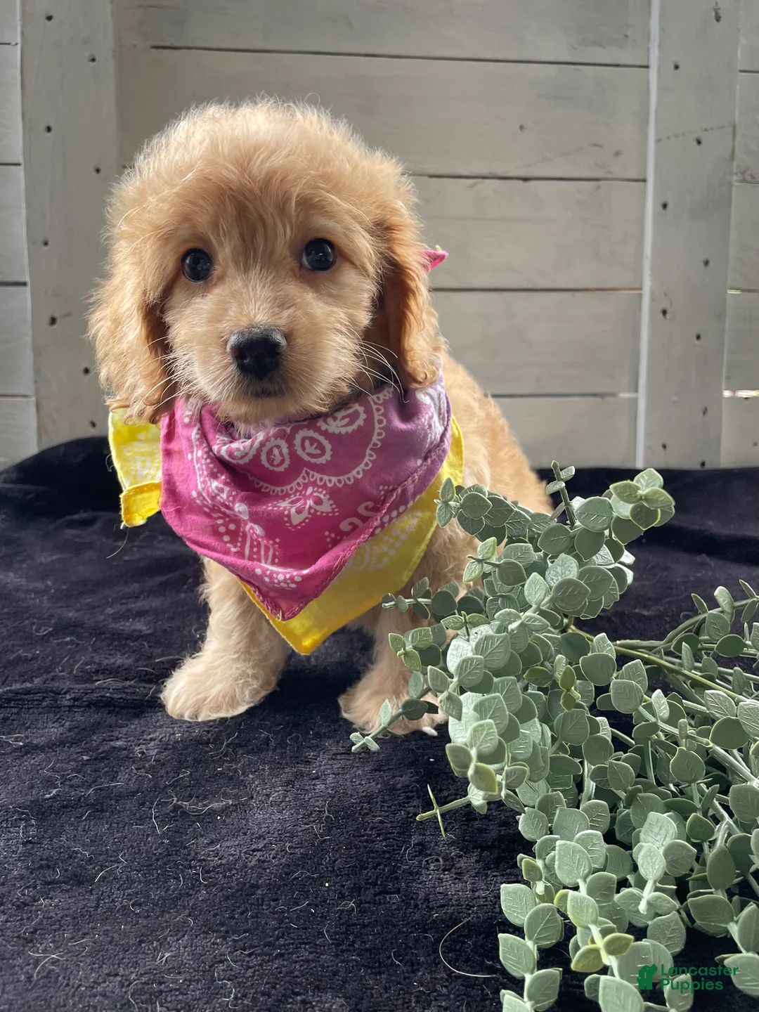 Cockapoo dogs for sale: Sweetie  - Ad 2