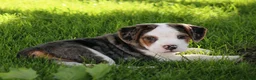 Beabull dogs for sale: Zoey - Ad 4