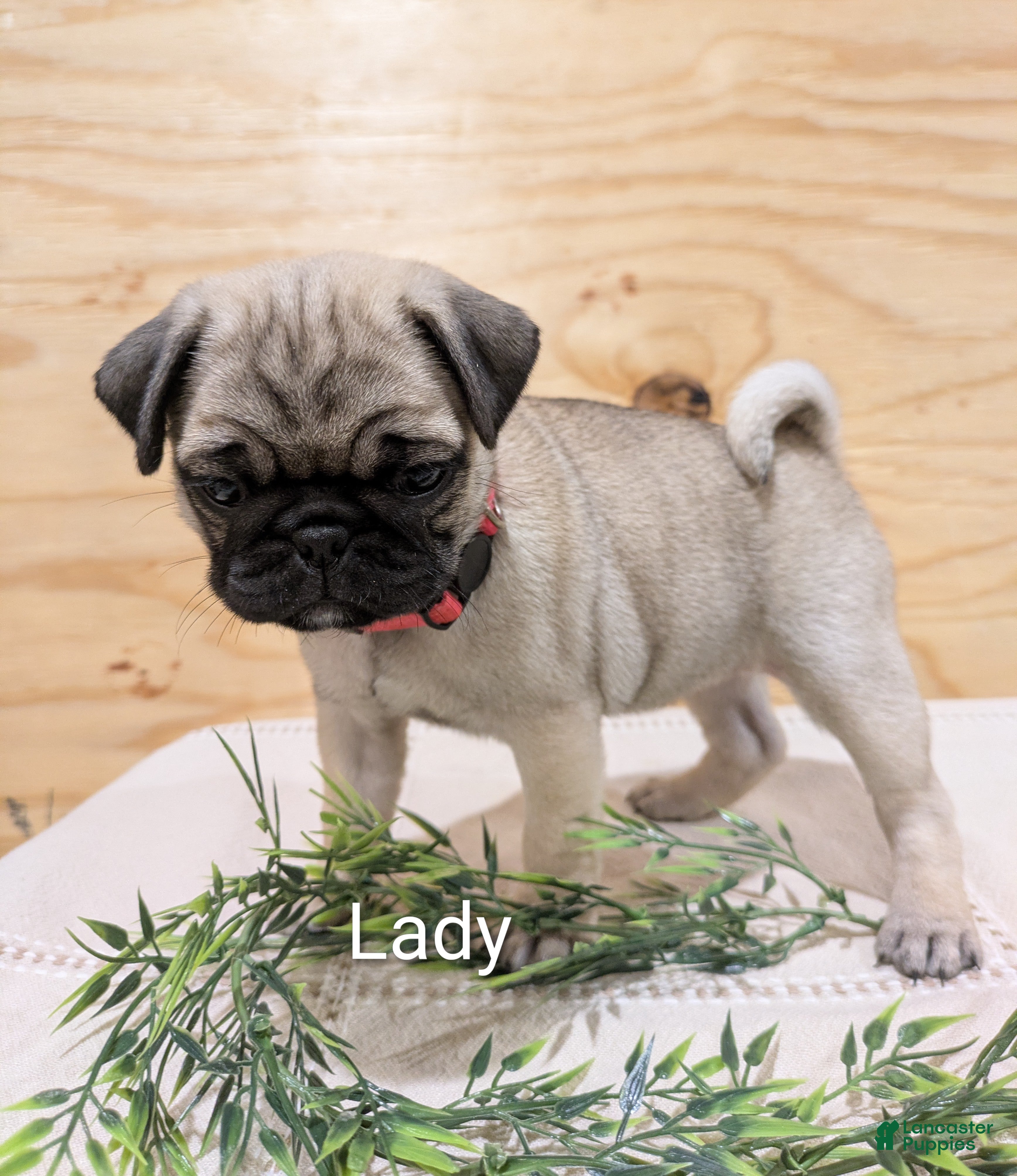 Pug dogs Lady - Ad 1