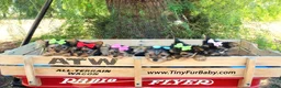Yorkshire Terrier dogs for sale: Yorkshire Terrier Puppy 3 - Ad 3
