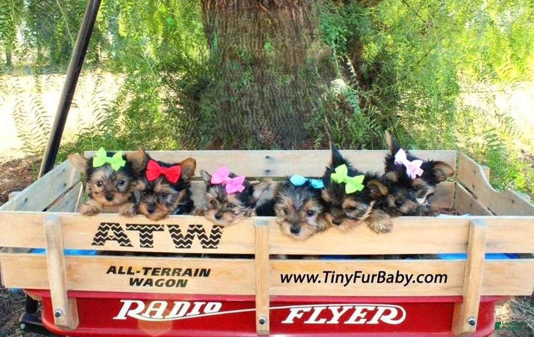 Yorkshire Terrier dogs for sale: Yorkshire Terrier Puppy 3 - Ad 3