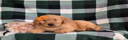 Golden Retriever dogs for sale: Abbie AKC Reg - Ad 5