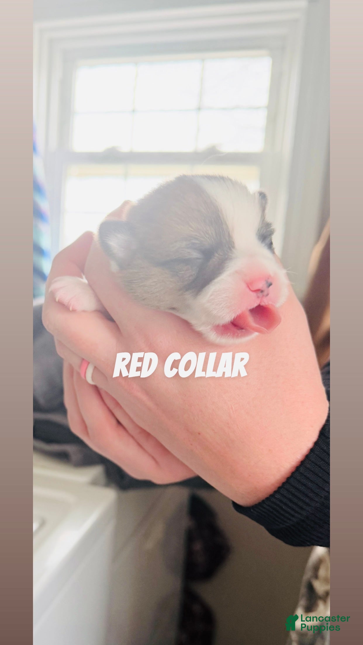 Welsh Corgi Pembroke dogs Welsh Corgi Pembroke Puppy red collar  - Ad 20