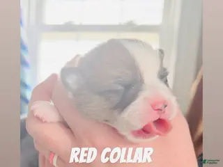 Welsh Corgi Pembroke dogs Welsh Corgi Pembroke Puppy red collar - Ad 20