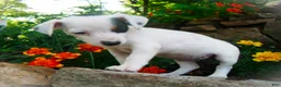 Jack Russell Terrier dogs for sale: Cammie - Ad 4