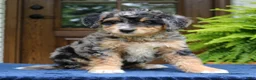 Mini Bernedoodle dogs for sale: Roland  - Ad 3