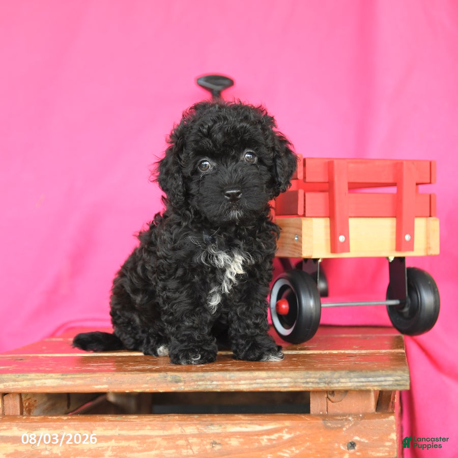 Miniature Poodle dogs Kenzie - Ad 1