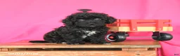 Miniature Poodle dogs for sale: Kenzie - Ad 1