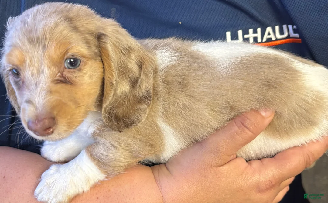 Dachshund dogs for sale: Dachshund Puppy 1 - Ad 11