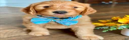 Goldendoodle dogs for sale: Goldendoodle 2 - Ad 2