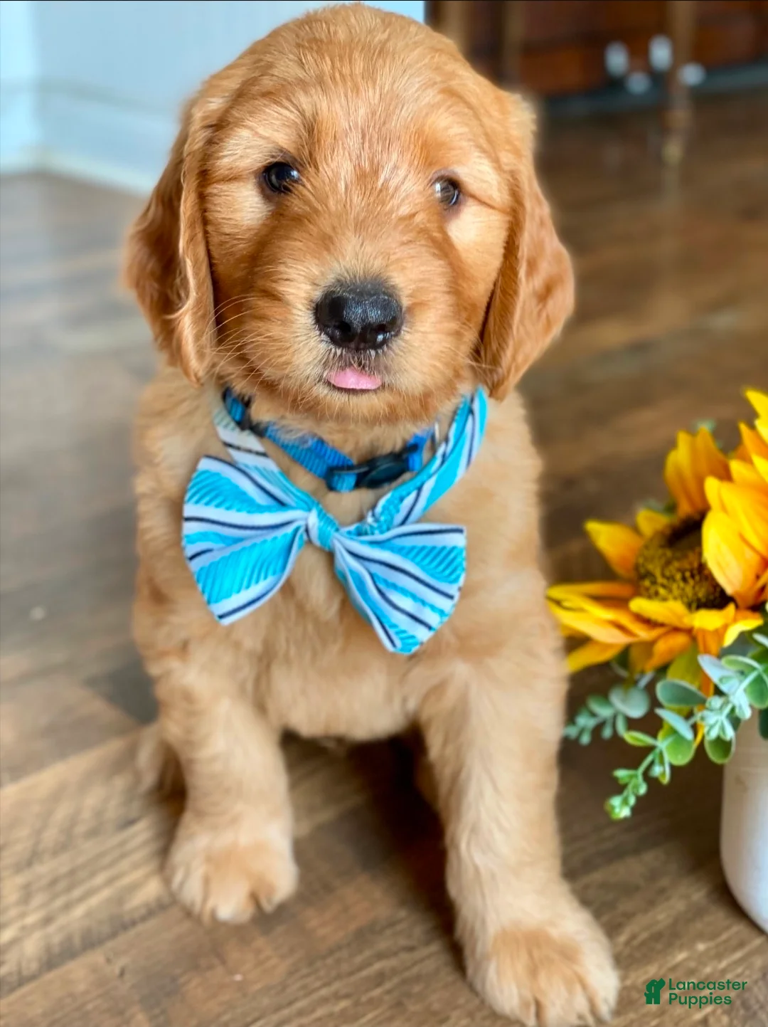 Goldendoodle dogs for sale: Goldendoodle 2 - Ad 2
