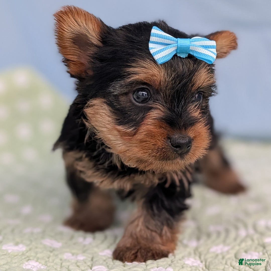 Yorkshire Terrier dogs for sale: Toffee - Ad 4