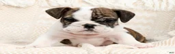 English Bulldog dogs for sale: Ruger - Ad 8
