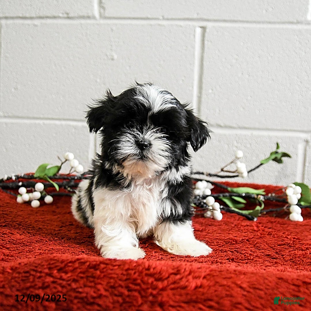 Shih Tzu dogs for sale: Hero - Ad 2