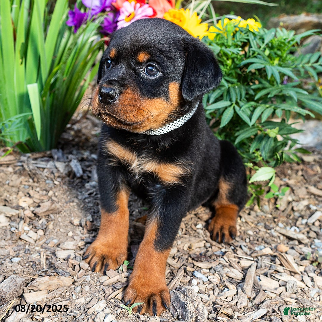 Yellow Lab Full Bred Black Lab Yellow Lab Lab Family Dog Breed