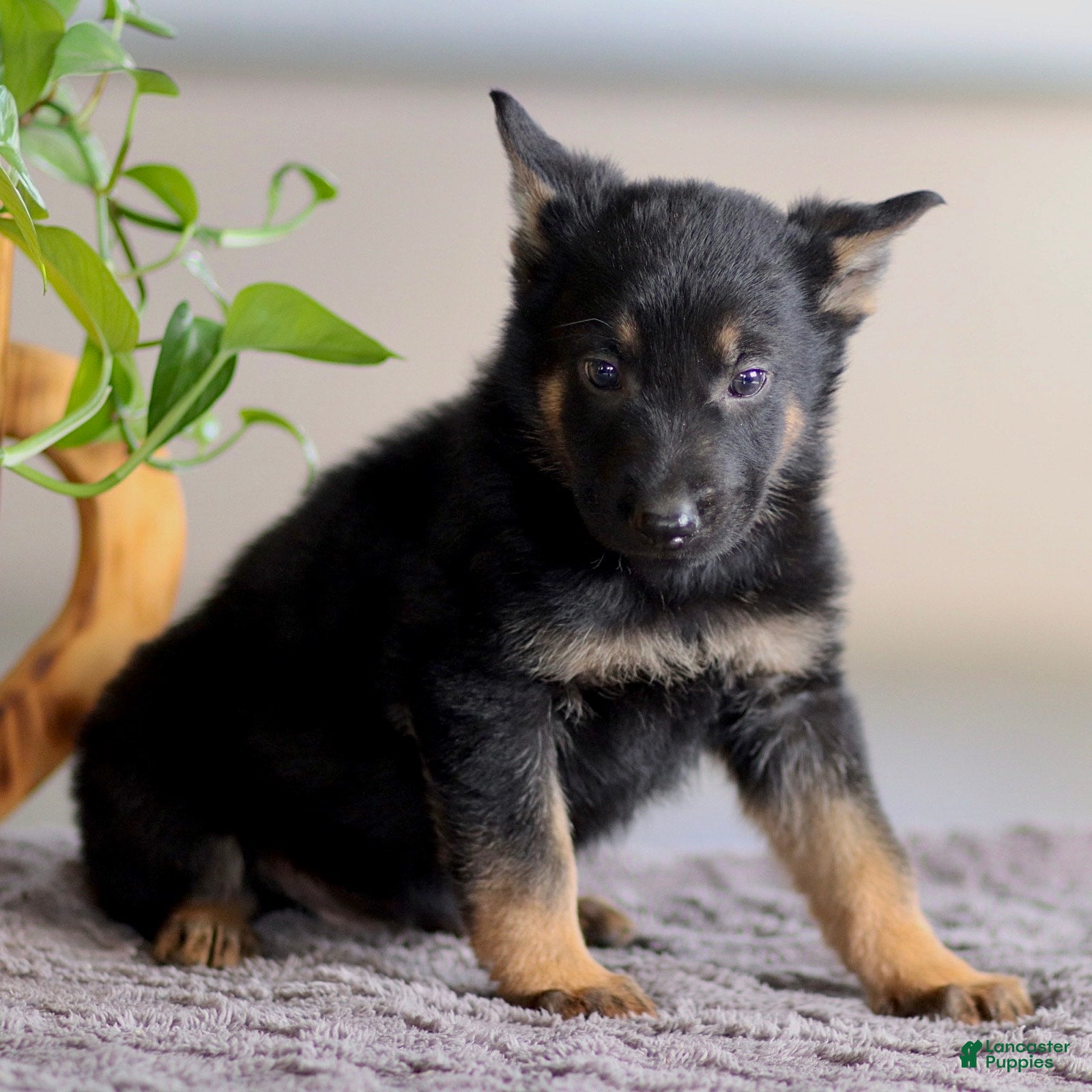German Shepherd dogs Gus - Ad 1