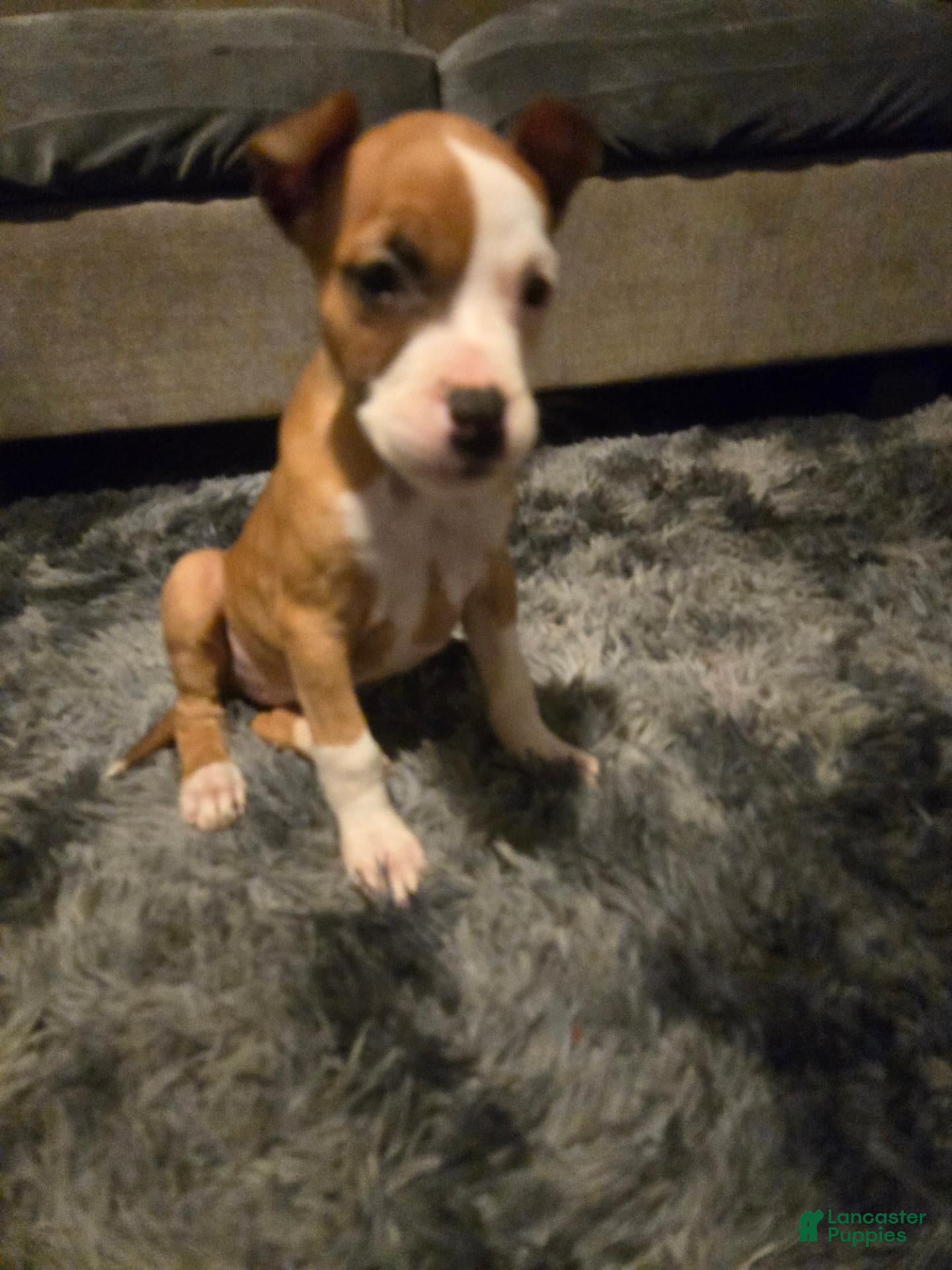 American Pit Bull Terrier dogs American Pit Bull Terrier 2 - Ad 23