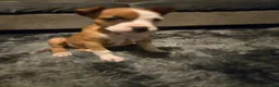 American Pit Bull Terrier dogs for sale: American Pit Bull Terrier 2 - Ad 1