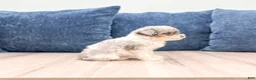 Toy Poodle dogs for sale: Brinley - Ad 3