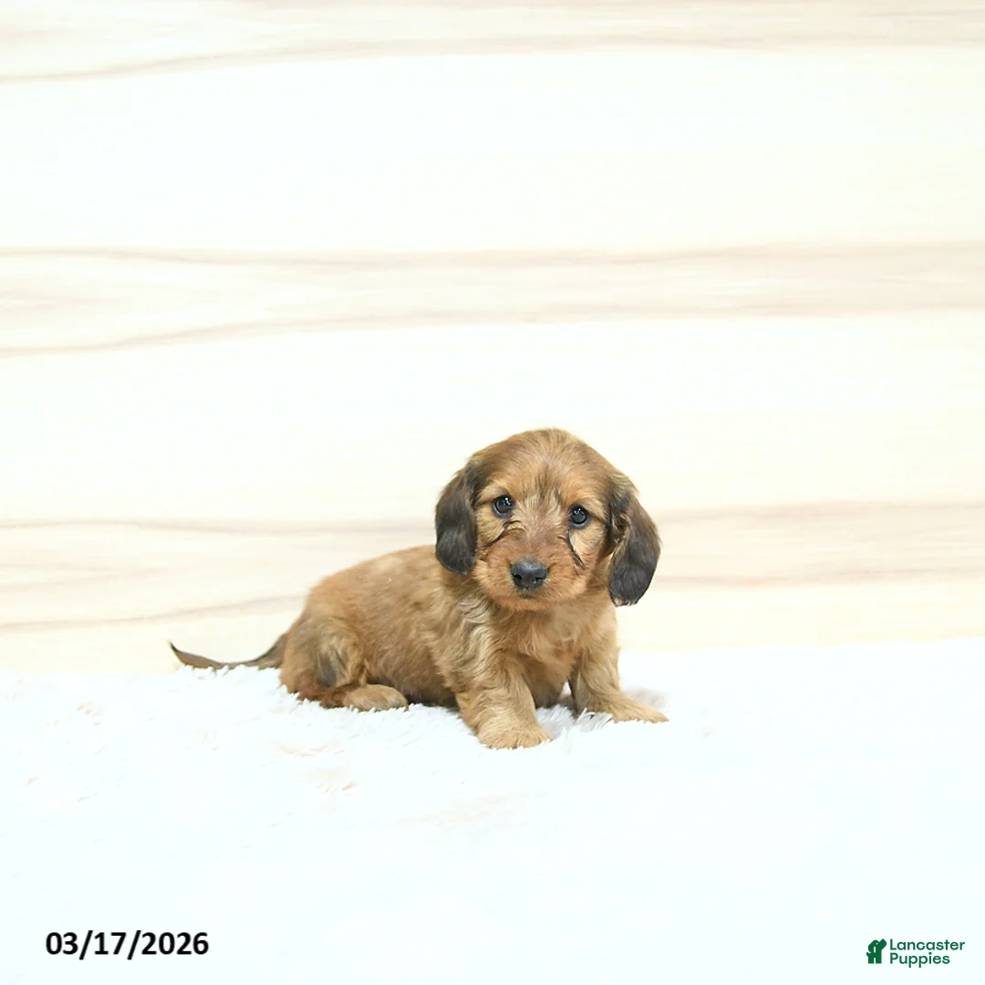 Miniature Dachshund dogs for sale: Pongo - Ad 1