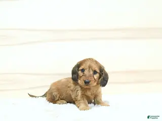 Miniature Dachshund dogs for sale: Pongo - Ad 2