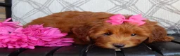 Mini Goldendoodle dogs for sale: Lulu - Ad 3
