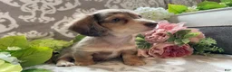 Miniature Dachshund dogs for sale: Simba - Ad 7