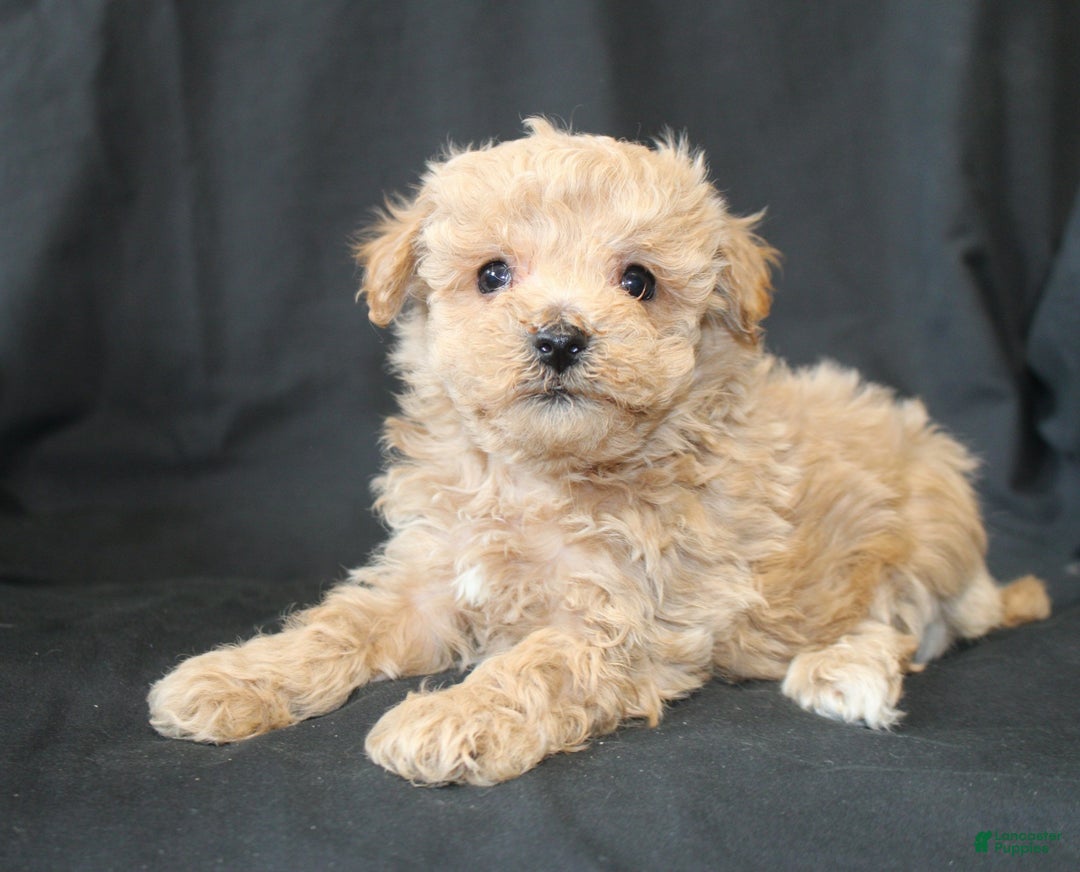 Bichpoo dogs for sale: Bandit. - Ad 2