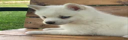 Alaskan Klee Kai dogs for sale: Pretty Blue Eyed SnowWhite~! - Ad 7