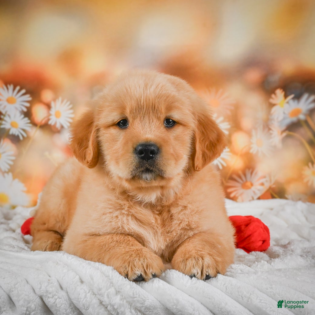 Golden Retriever dogs for sale: Willow - Ad 1