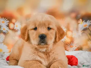 Golden Retriever dogs for sale: Willow - Ad 1