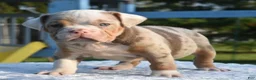 Mixed Breed dogs for sale: Maggie mini hybrid bulldog  - Ad 22