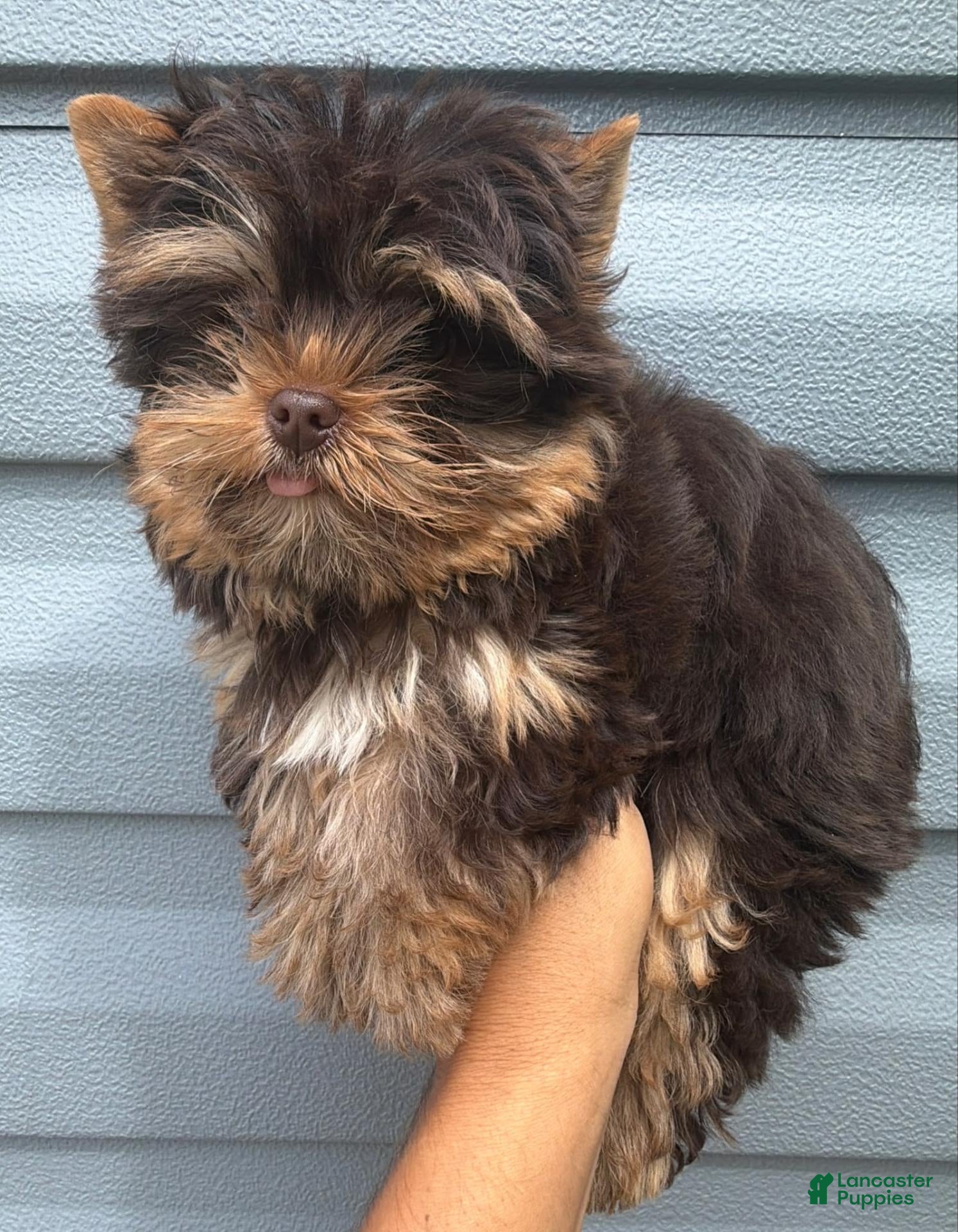 Yorkshire Terrier dogs Chocolate Boy - Ad 2