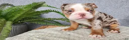 English Bulldog dogs for sale: Fletch - Ad 5