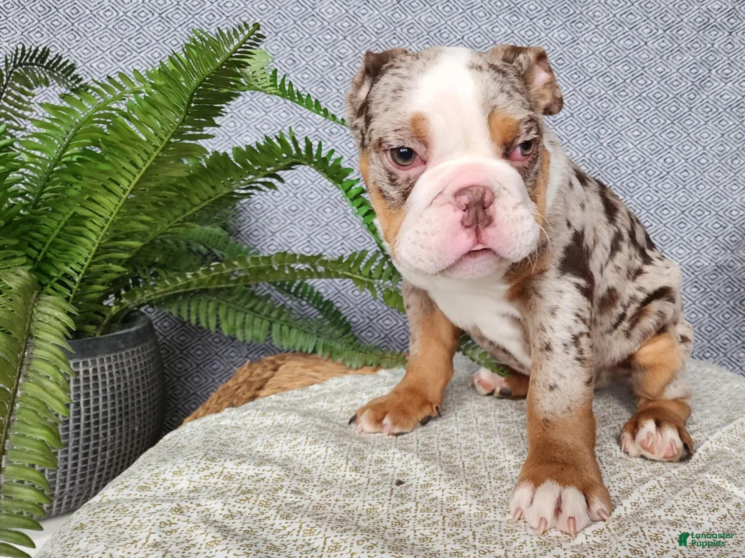 English Bulldog dogs for sale: Fletch - Ad 5