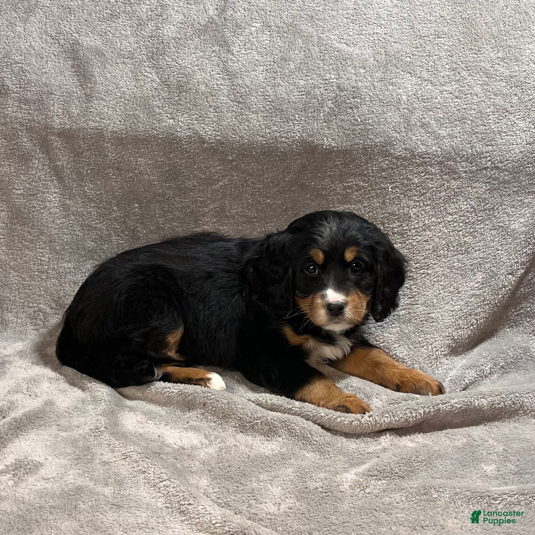 Mixed Breed dogs for sale: Glory - Ad 2