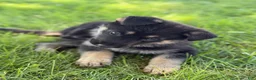 German Shepherd dogs for sale: Chibs - Ad 3